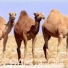 索马里骆驼文化